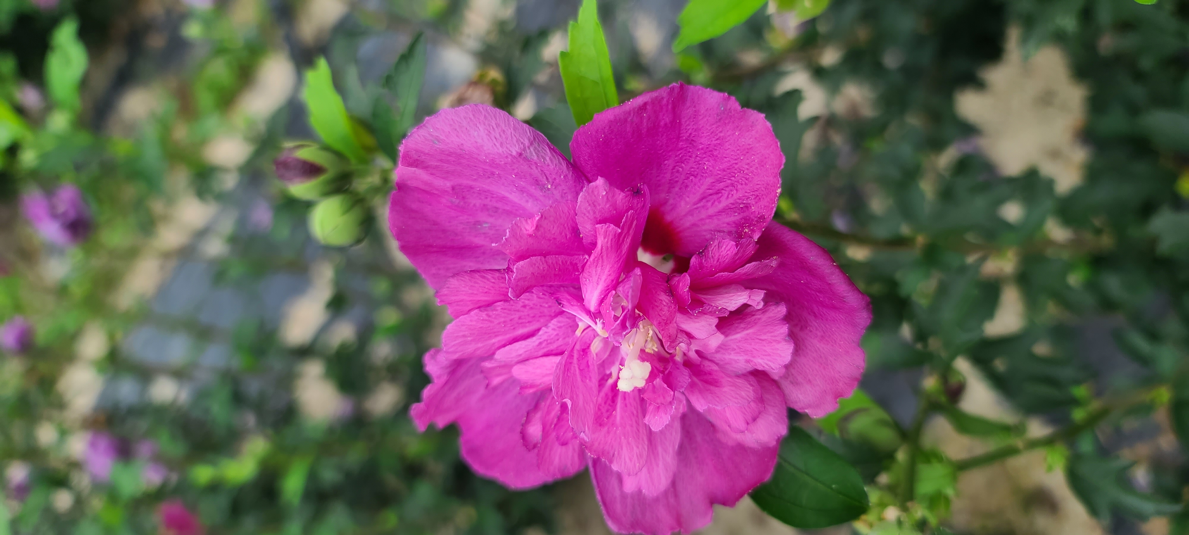 Hibiscus syriacus 'Purple Ruffles'